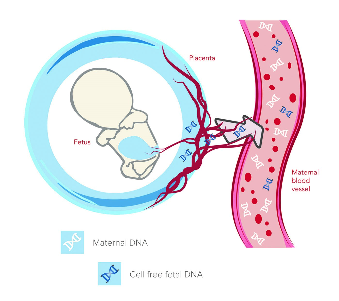 Cell Free Fetal DNA